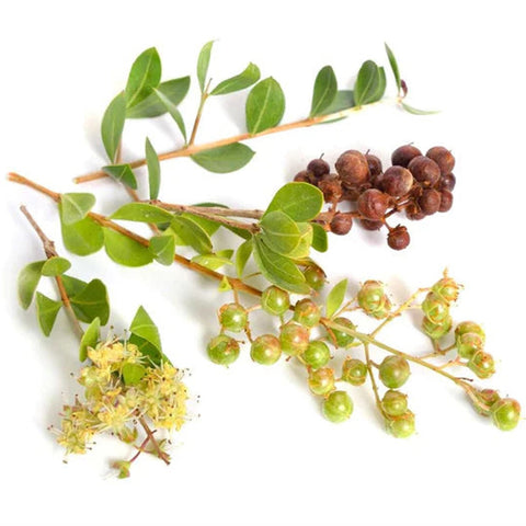 Nature's Basket Henna (Lawsonia Inermis) Powder 227g