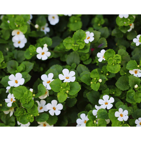 Nature's Basket Brahmi (Bacopa Monnieri) 900mg 60 capsules