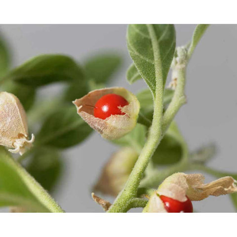 Nature's Basket Ashwagandha (Withania Somnifera) Powder 227g