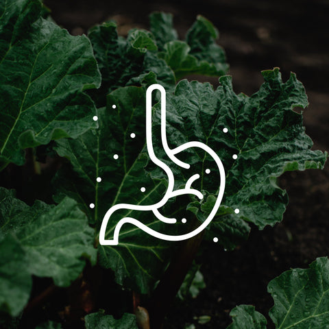 Digestion 1