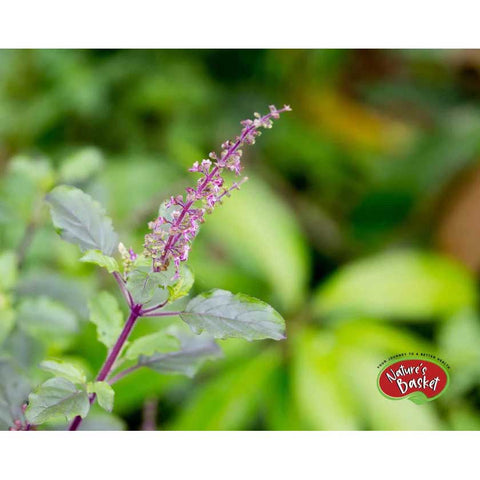 Nature's Basket Tulsi Powder 227g